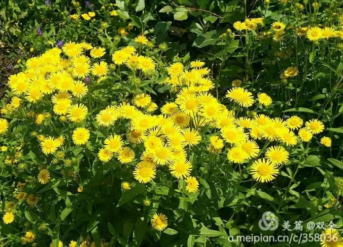 杨玉才咏菊诗词七首(图3)