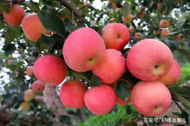 金 秋‖文图/赵京江（图6）