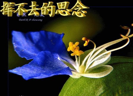 雨杉诗歌《绘幅牧丹寄相思》主播：馨睿；编辑：小鱼儿 【北疆头条】（第299期）（图4）