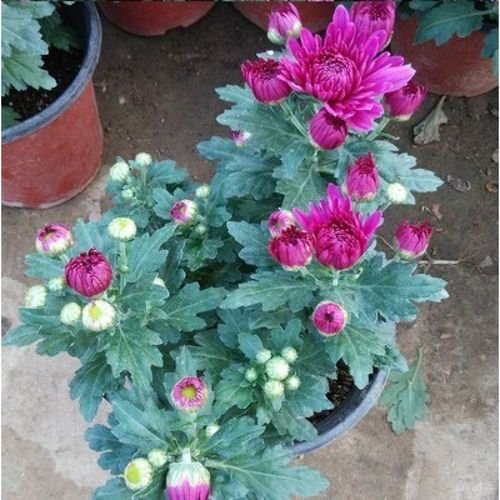 杨玉才咏菊诗词七首(图5)