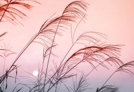 〔诗词小辑〕诗人 王香谷（悉尼）【冰心文化传媒】（图4）