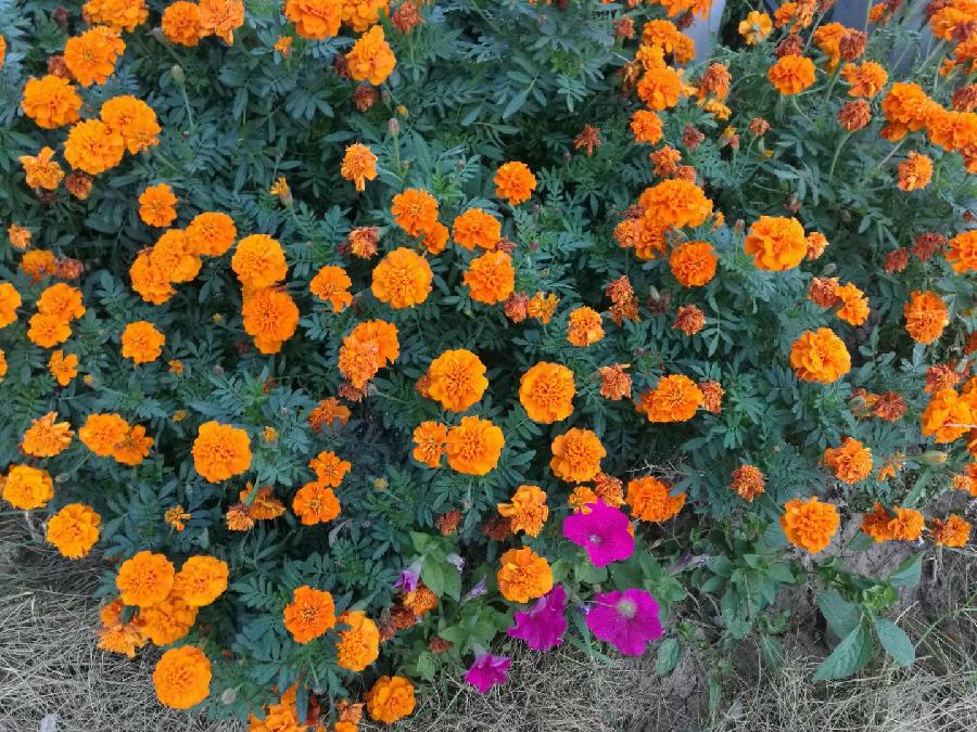 秋花赋|文图/张树林（图2）
