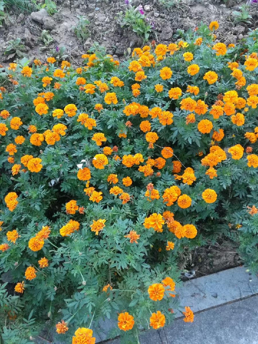 秋花赋|文图/张树林