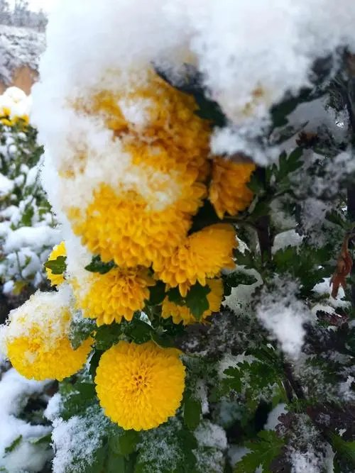 杨玉才咏菊诗词七首(图9)