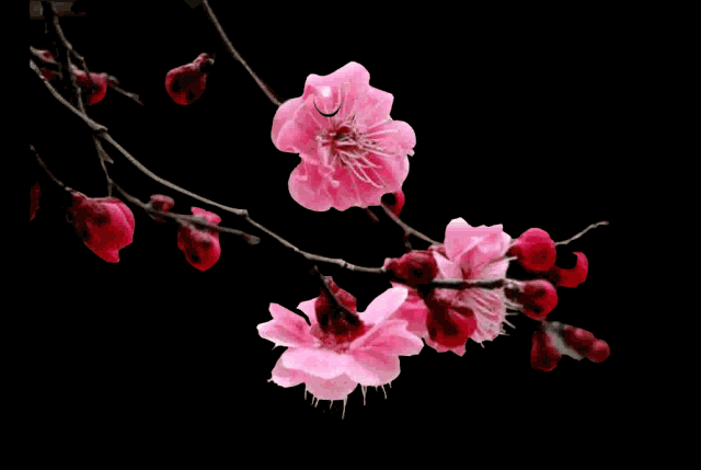 【北京头条】（一）刘春耀老师《咏花～红梅赞》请欣赏（图5）