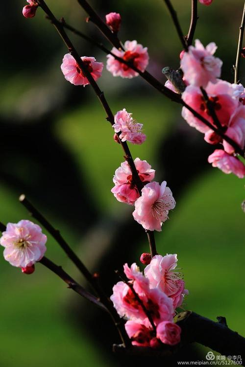 【北京头条】（一）刘春耀老师《咏花～红梅赞》请欣赏（图12）