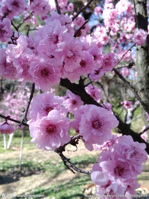 【北京头条】（一）刘春耀老师《咏花～红梅赞》请欣赏（图11）
