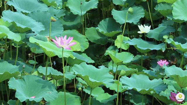 【北京头条】（二）刘春耀老师《咏花～荷花》请欣赏（图5）