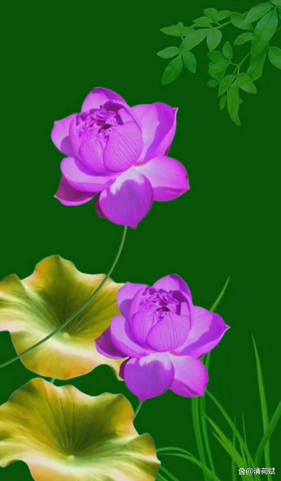 【北京头条】（二）刘春辉老师《咏花～荷花》请欣赏（图11）