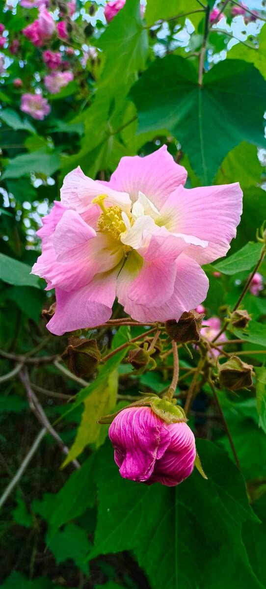 【北京头条】（三）刘春耀老师《咏花～芙蓉情》请欣赏（图12）