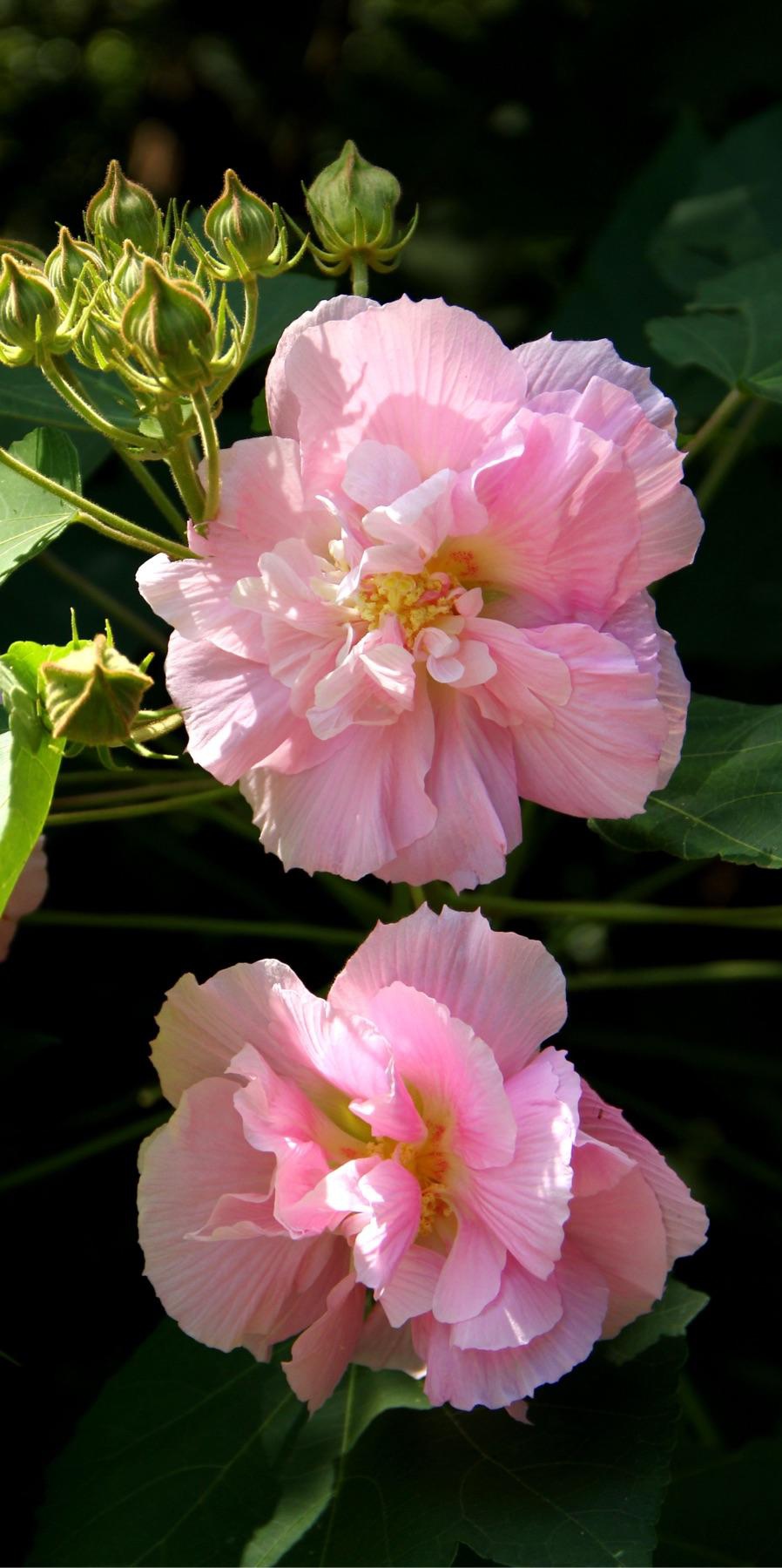【北京头条】（三）刘春耀老师《咏花～芙蓉情》请欣赏（图11）