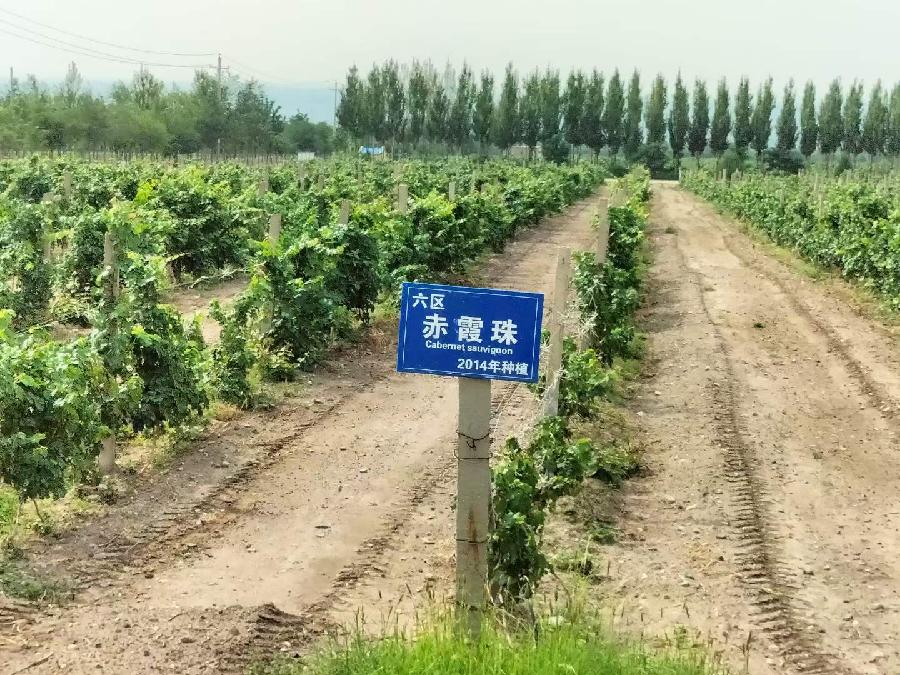 于金奎七律十六首(2022.8.1~8.16)(图38)