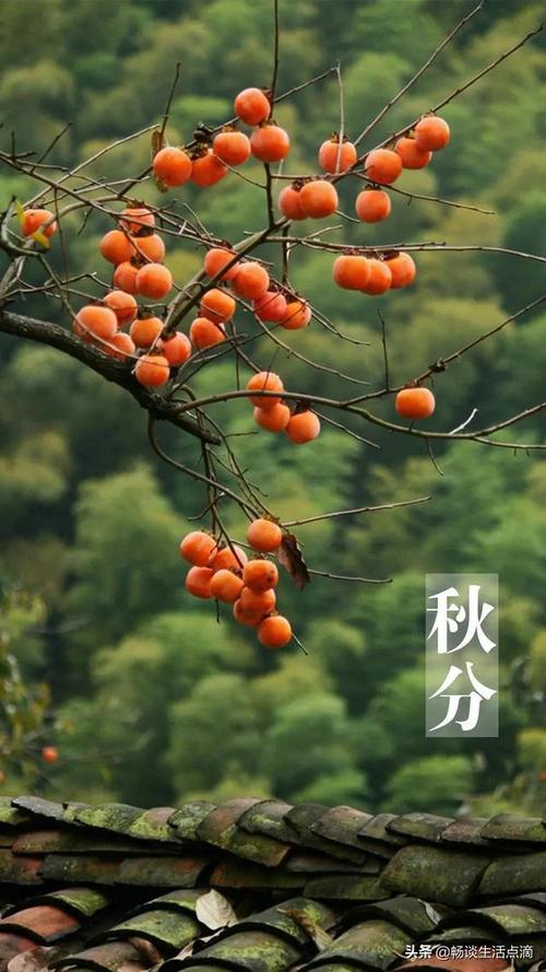 【北京头条】分享李景文老师《秋分斌》请欣赏（图10）