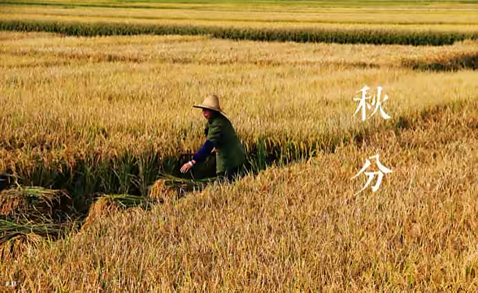 【新诗大观】走近秋分农家忙||文/沈五群