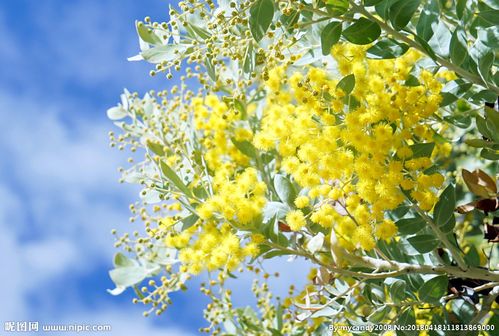 【北京头条】（五）刘春耀老师《咏花～荔枝花》请欣赏（图4）