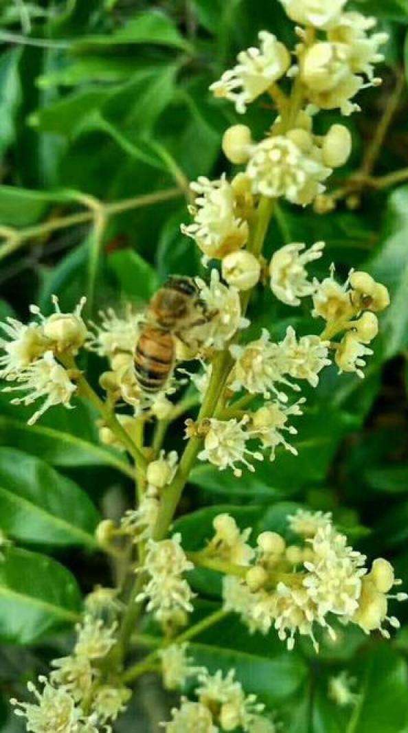 【北京头条】（五）刘春耀老师《咏花～荔枝花》请欣赏（图10）
