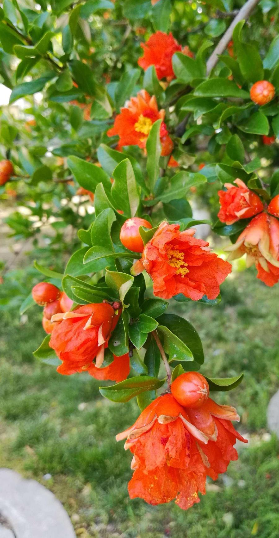 【北京头条】（六）刘春耀老师《咏花～石榴花》请欣赏（图11）