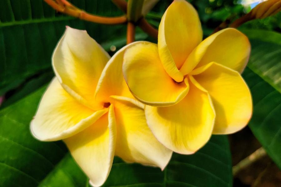 【北京头条】（七）刘春耀老师《咏花～鸡蛋花》请欣赏（图4）