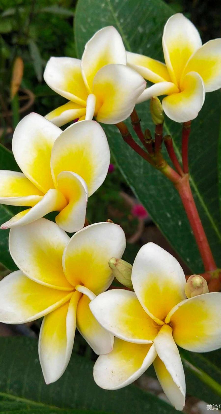 【北京头条】（七）刘春耀老师《咏花～鸡蛋花》请欣赏（图9）