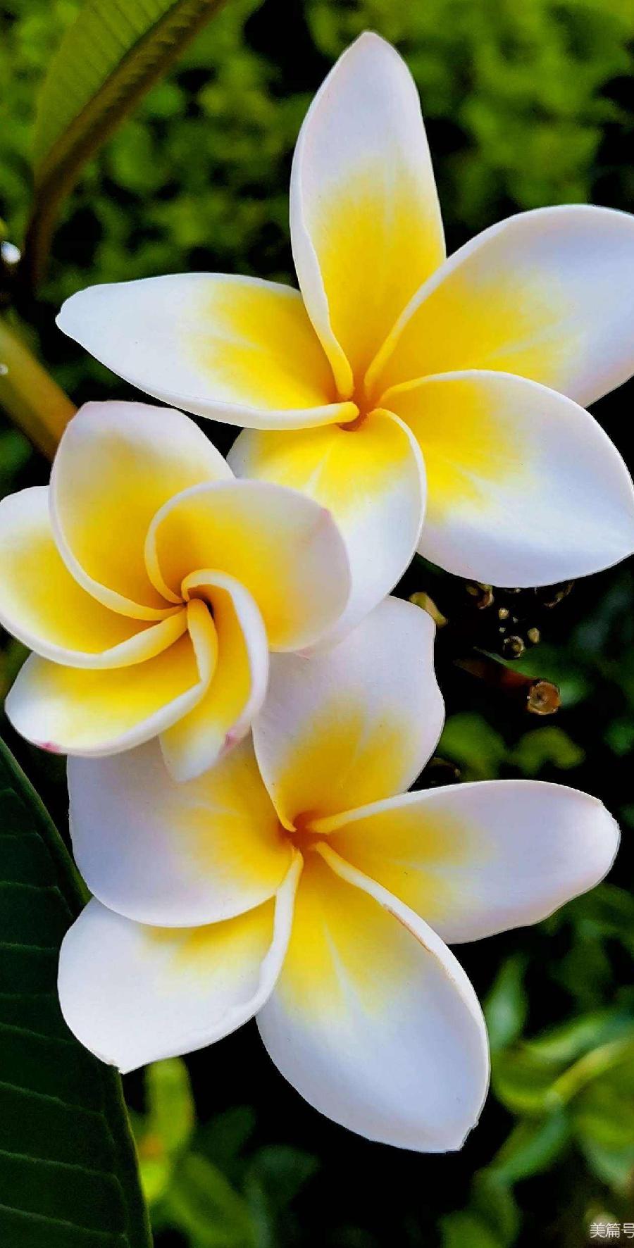 【北京头条】（七）刘春耀老师《咏花～鸡蛋花》请欣赏（图10）