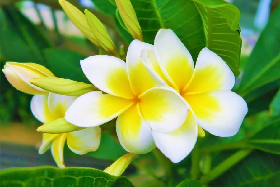 【北京头条】（七）刘春耀老师《咏花～鸡蛋花》请欣赏（图5）