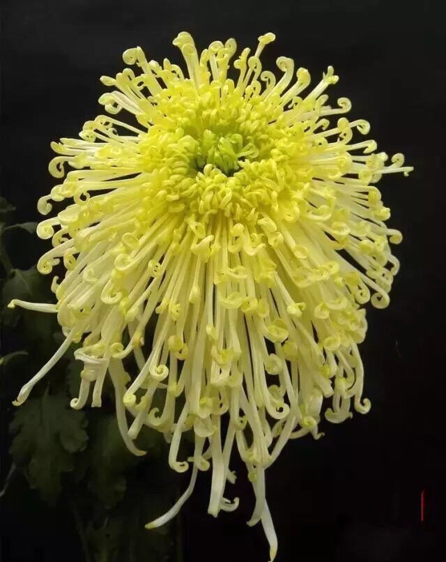 咏菊（图2）