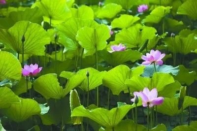 《菏叶田田》作者:张超我【主播:长弓雅士】【桃源国际诗歌集团】[桃源♬ 馨声]（图6）
