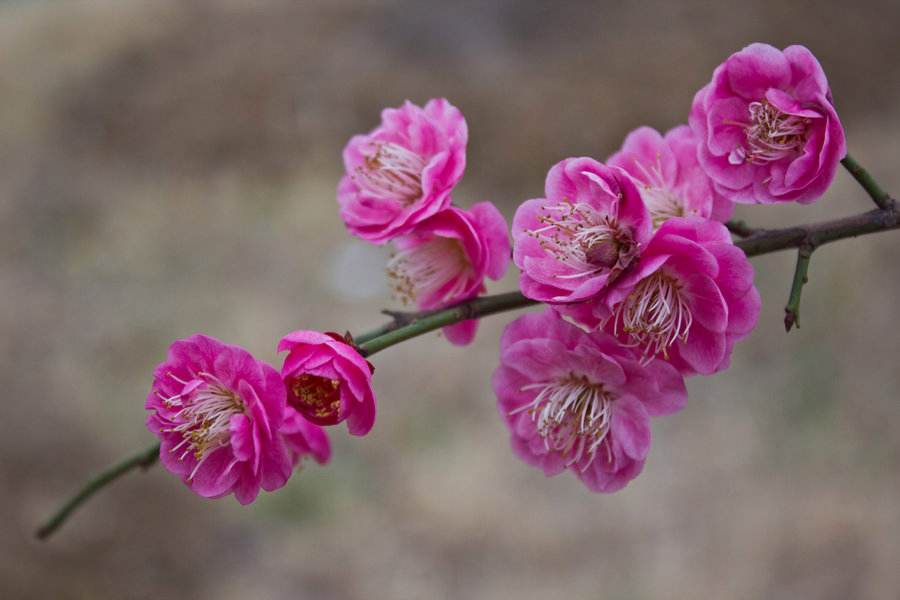 【北京头条】（八）刘春耀老师《咏花～赞梅花》请欣赏（图4）