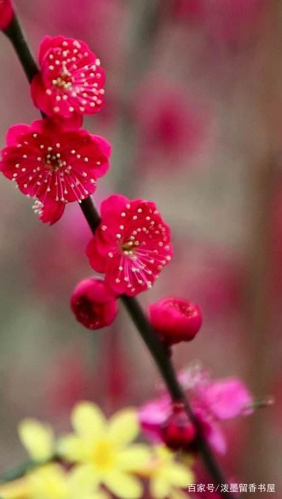 【北京头条】（八）刘春耀老师《咏花～赞梅花》请欣赏（图10）