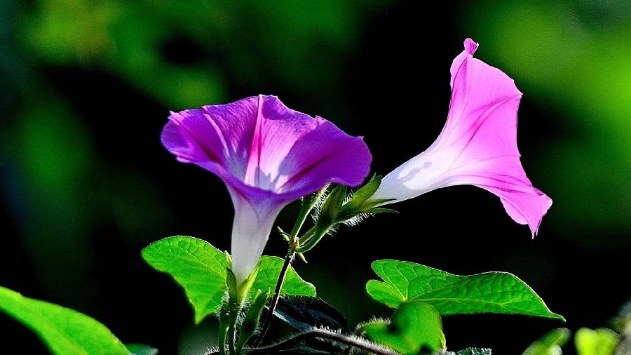 【北京头条】（九）刘春耀老师《咏花～牵牛花》请欣赏（图4）