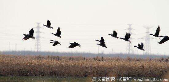 〔诗词小辑〕（秋风）王香谷（悉尼）【冰心文化传媒】（图6）