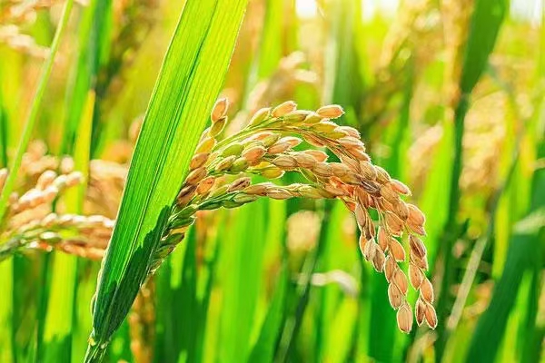 《周德政-诗词选》北美翰苑散文诗社(图4)