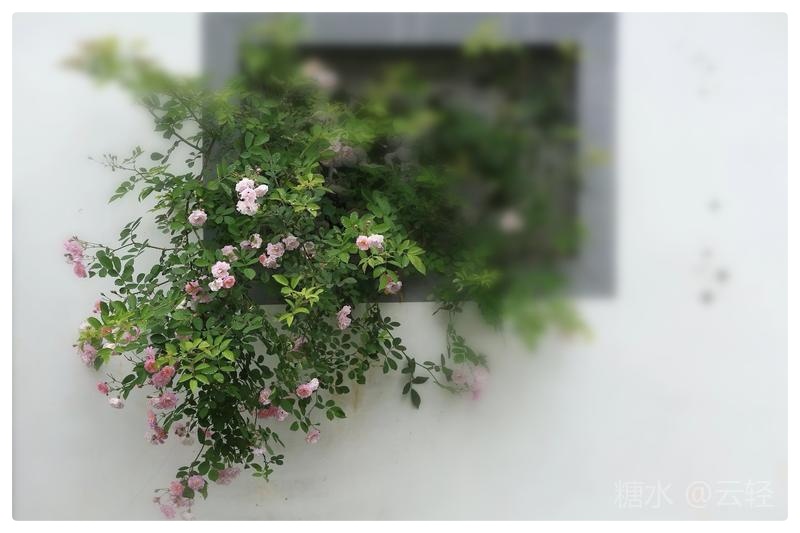 《是的,下雨了》文·摄影:云轻 诵读:老菩提(图4)