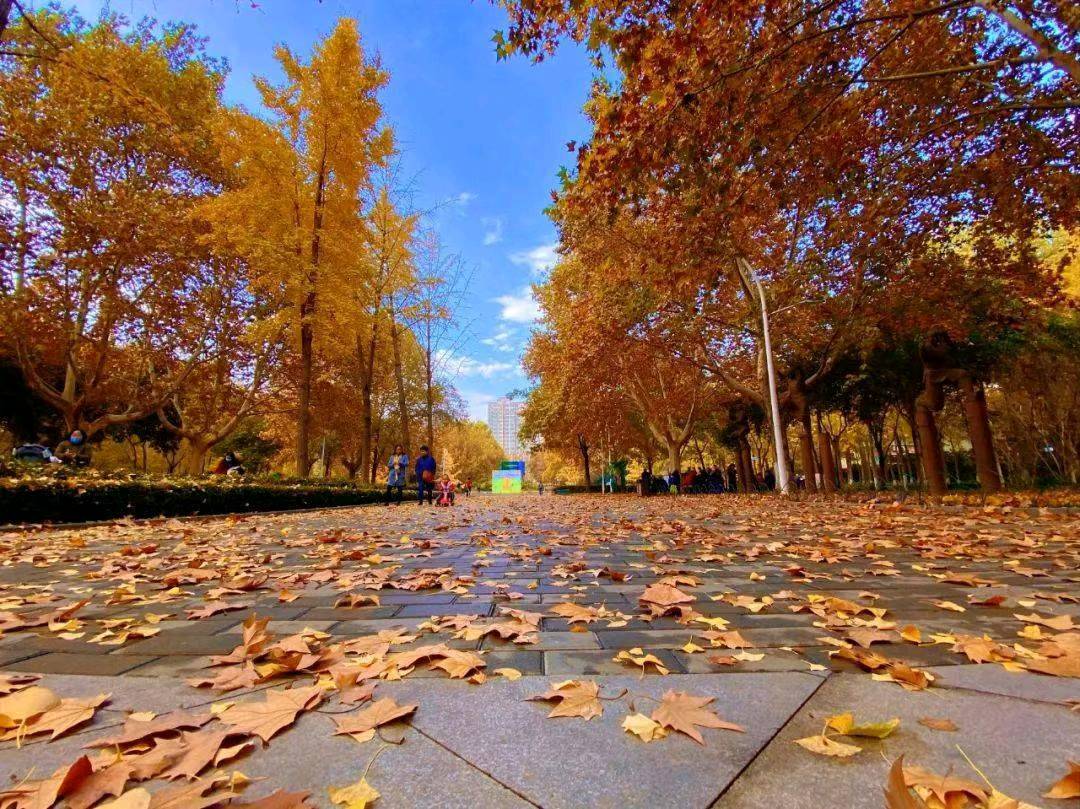 落叶 作者 张德群 京津沪头条（图3）