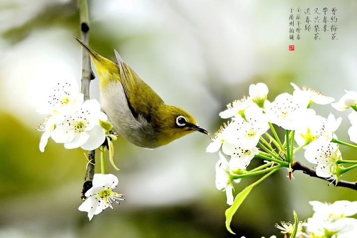 【潇湘文学社】潇湘听松诗社《总455期》（嵌“纤”字韵入律、绝，填词“离亭宴”）（图7）