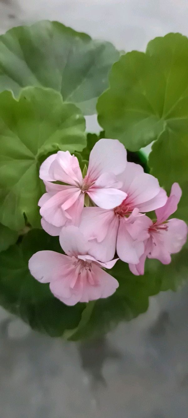 上海格律诗词社讲座 * 诗词创作要坚持守正出新 * 姜云姣（武汉）【冰心文化传媒】（图22）