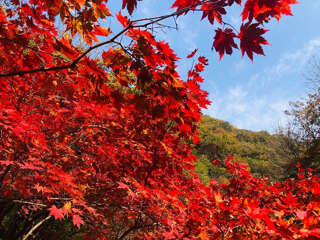 【中华头条】分享姚树学《写给秋天的诗句四首》请欣赏（图7）