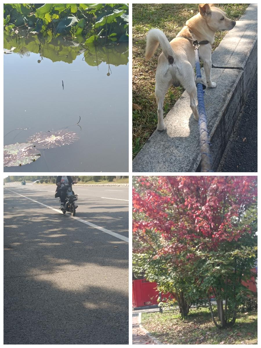 秋游