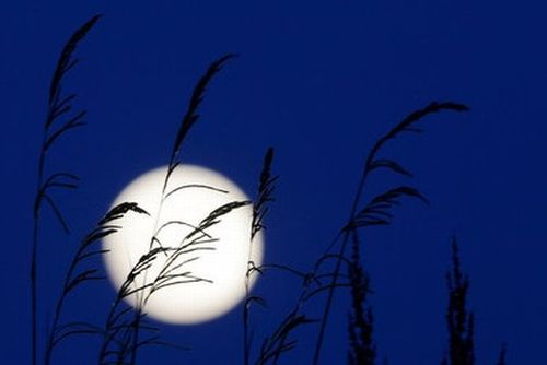 五绝:秋月/文/虞慧(江西)