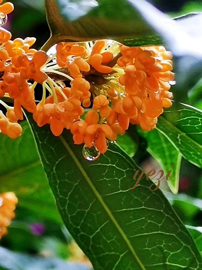 *丹桂飘香的季节*楊树高（云南）朗诵 陌上花开（云南）【冰心文化传媒】（图4）