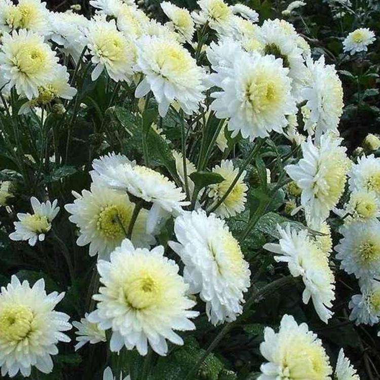 七绝二首 咏白菊 贾树森(葫芦岛)
