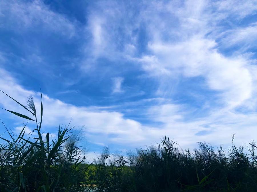 七绝二首 咏白菊 贾树森(葫芦岛)（图2）