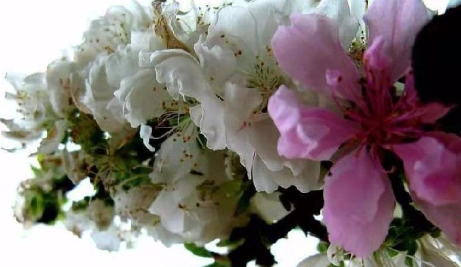 青春无悔，花甲溢彩！——退休干部袁华成同志生活留影剪辑（图2）