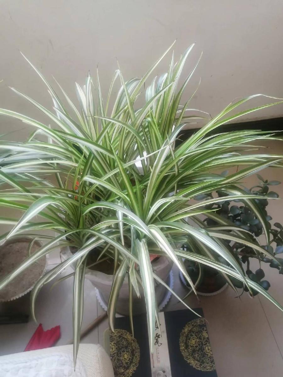 《耆耋耄耇耉节吟》联机全球发布袁华成精品诗歌欣赏！（图5）