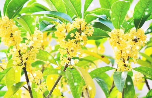 【新山东文学社】《八月桂花香（外一首）》作者/香香 主播/含笑原野（图3）