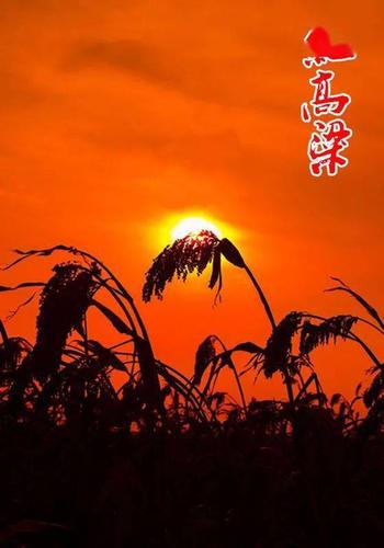 【新山东文学社】《八月桂花香（外一首）》作者/香香 主播/含笑原野（图8）