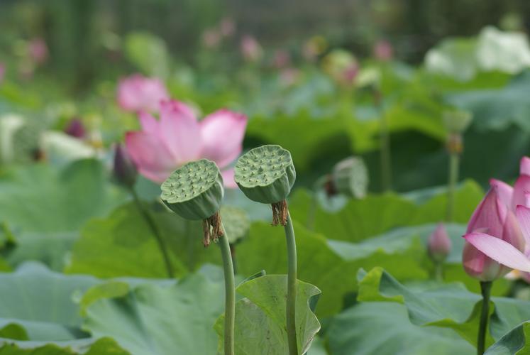 李文清老师诗词欣赏