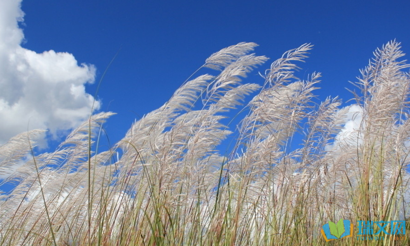 李文清老师诗词欣赏（图3）