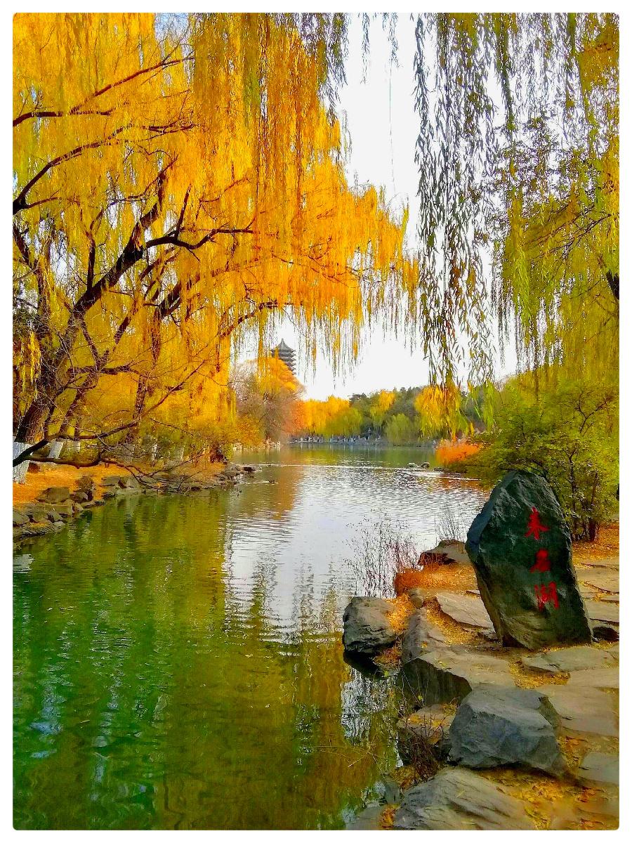 《未名湖最后的秋光》作者:湖畔烟树 诵读:老菩提(图5)