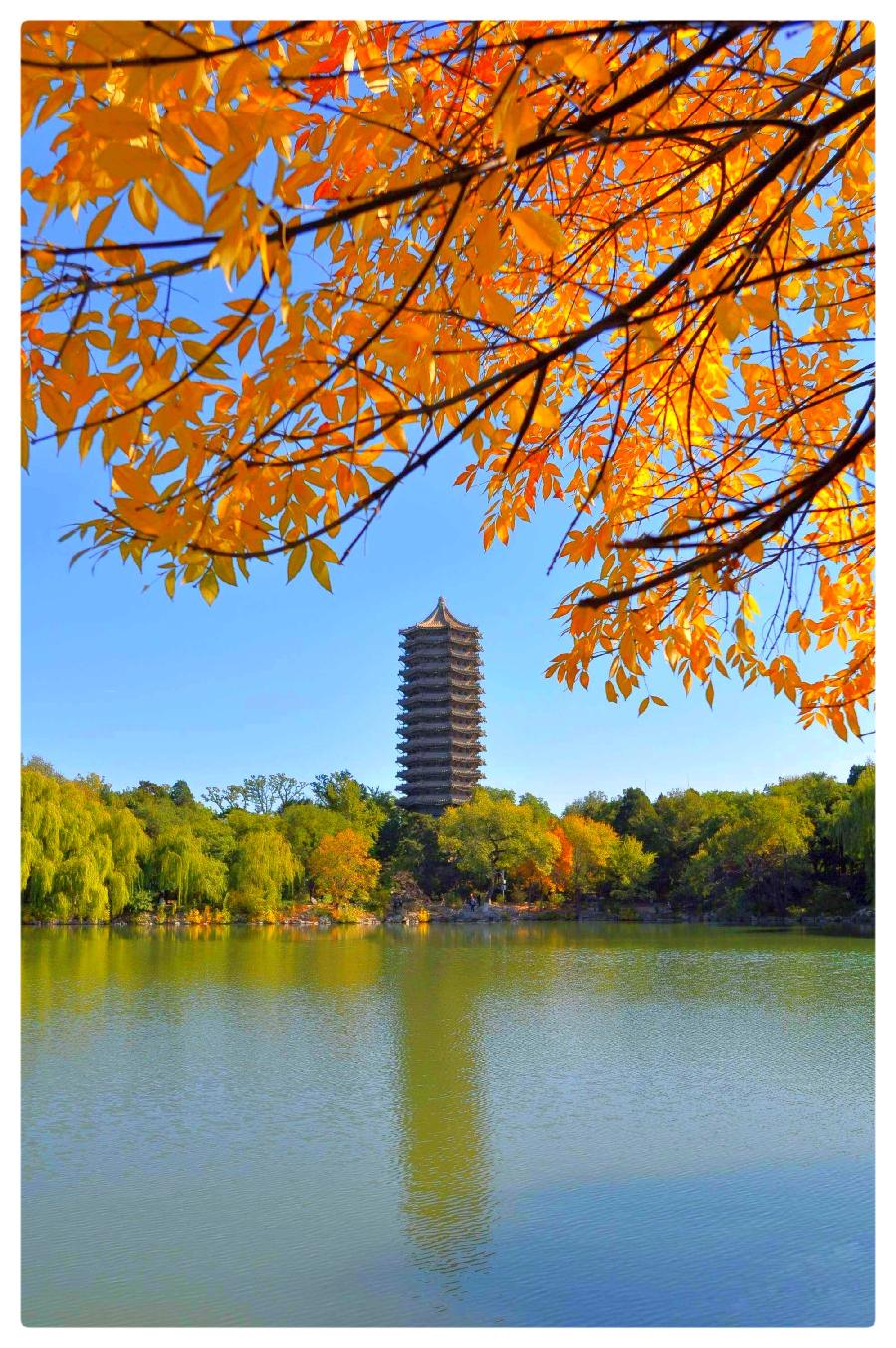 《未名湖最后的秋光》作者:湖畔烟树 诵读:老菩提(图6)